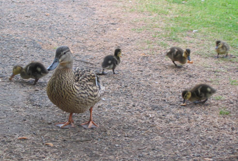 Mother duck