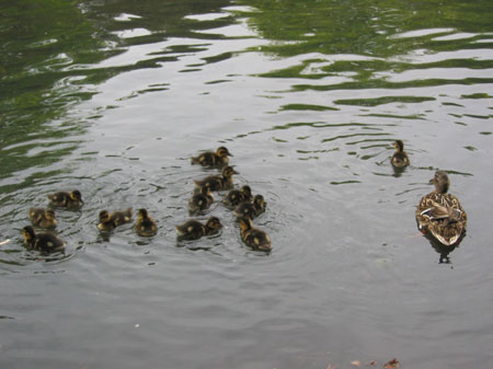 Family of ducklings
