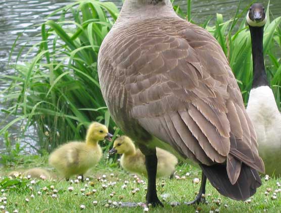 Geese family
