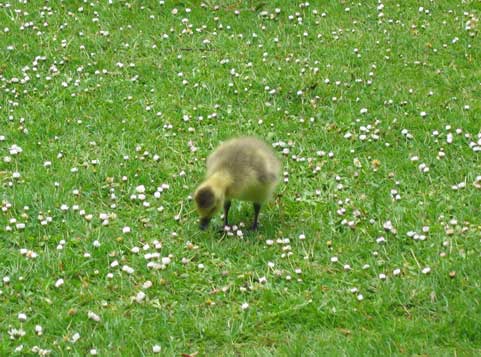 Baby goose amongst daisies