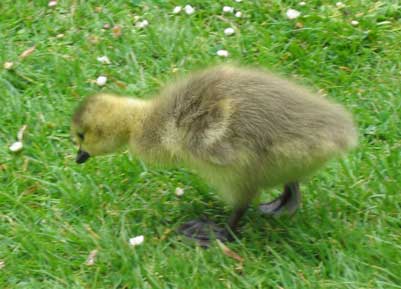 Baby goose