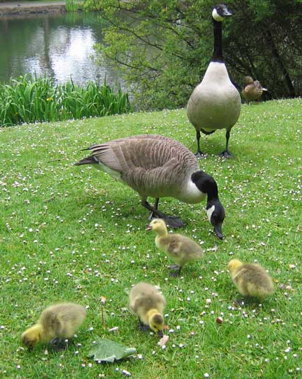 Adult geese