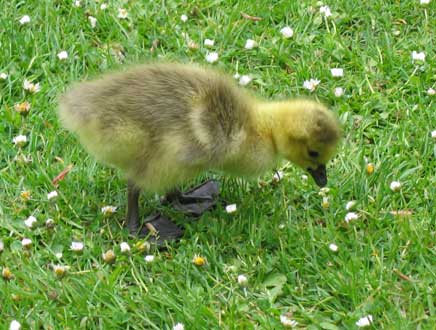 Pecking again
