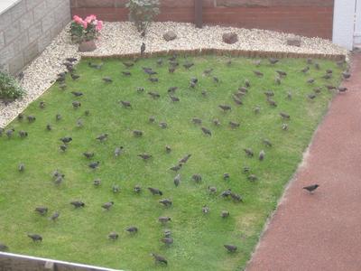    Crowd of birds on a garden