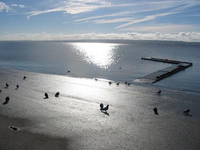 Pigeons on the marina beach
