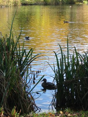 Ducks in the reedbeds
