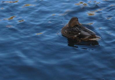 Duck preening itself