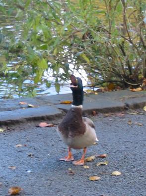 A lone duck quacking