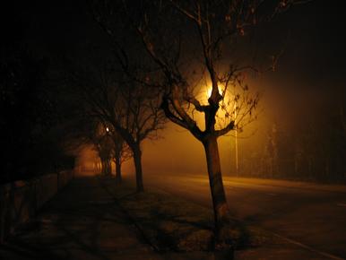 Foggy road with trees