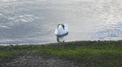 A swan