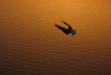 Bird silhouette