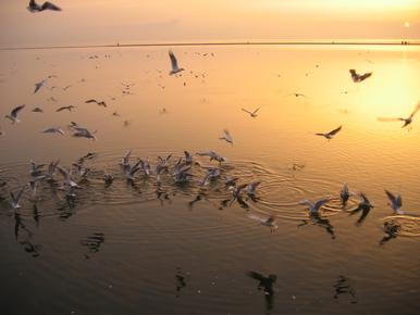 Birds splashing about