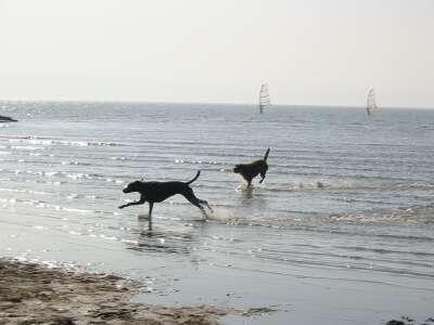 Dogs running on beach, windsurfers in background